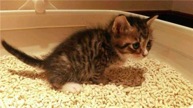 猫咪涨奶会死吗
