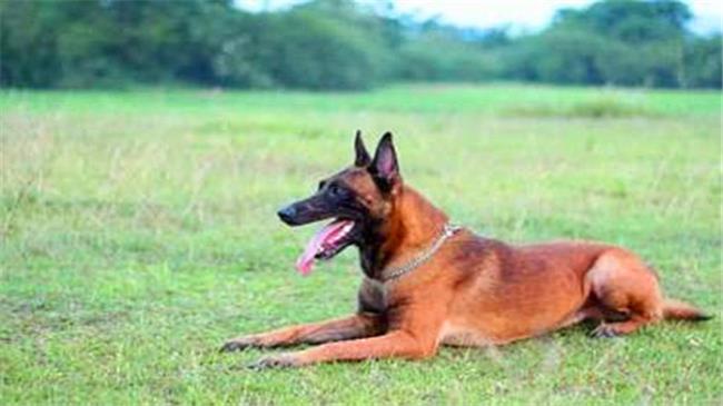 挑选小马犬要注意什么