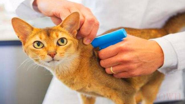 猫打狂犬疫苗不良反应有哪些