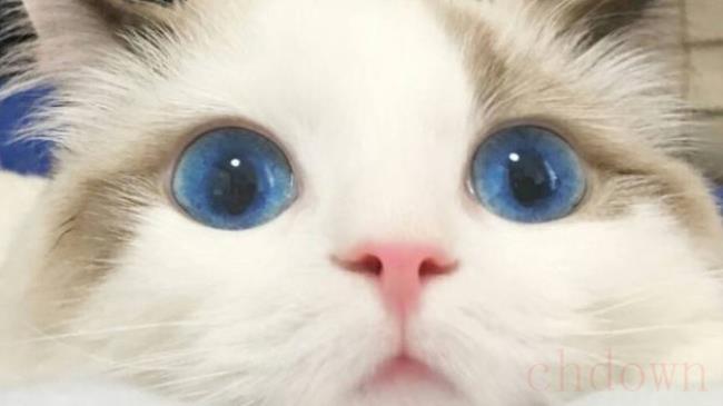 如何养和训练蓝猫