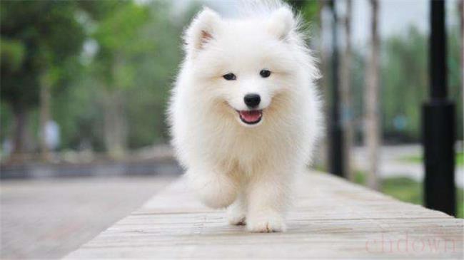 神犬小七中的小雪属于什么品种的狗