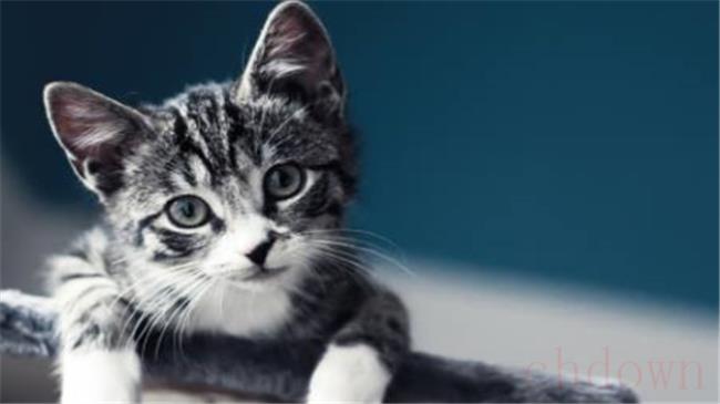 猫一般怕蛇吗