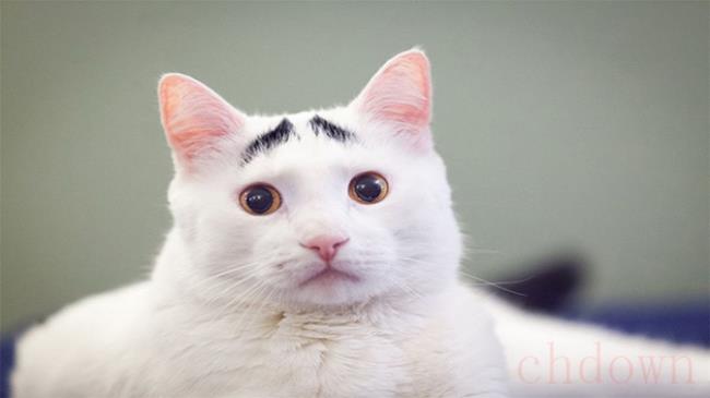 猫眉毛秃了是怎么回事