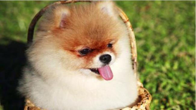 狗狗尿失禁怎么办