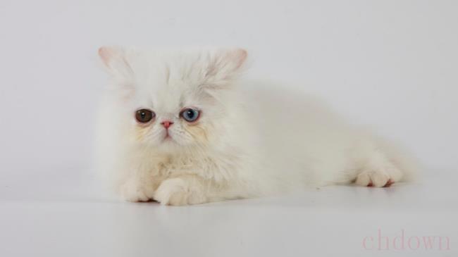 流浪猫可以带回家吗