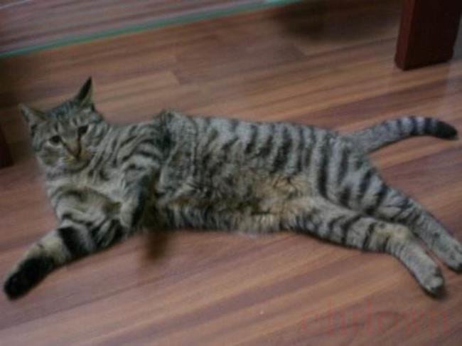 长毛狸花猫稀有吗