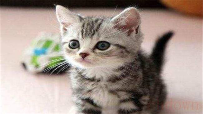 简州猫与狸花猫的区别是什么