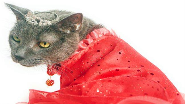 贵族猫的品种有哪些