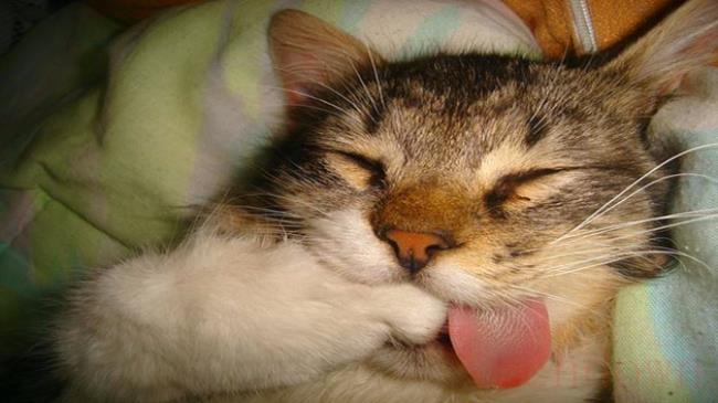 猫趴着的姿势代表什么