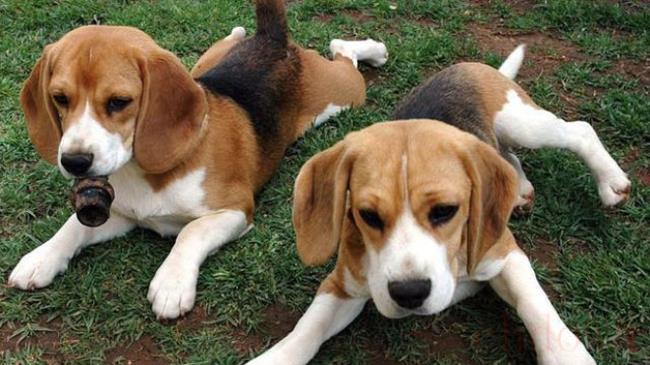比格犬护主吗
