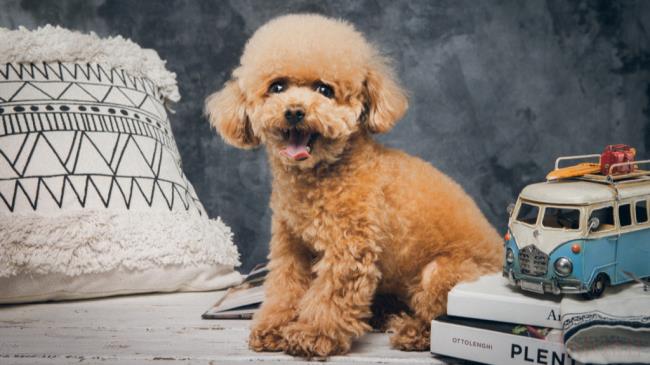 鹿犬和泰迪哪个智商高