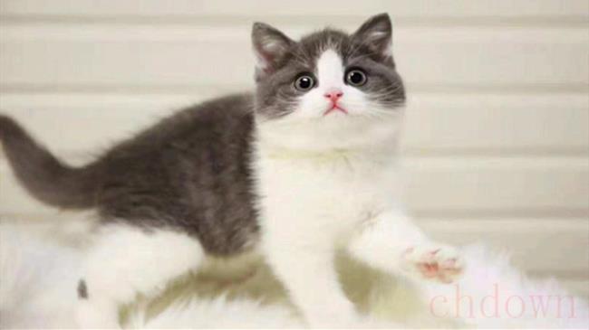猫舍买猫流程