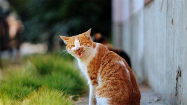 橘猫是母猫稀有吗