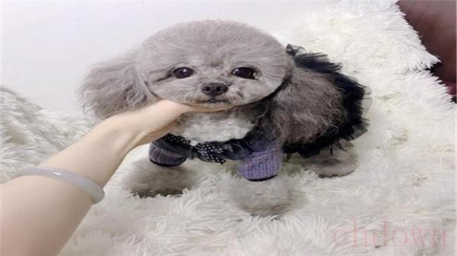 黑泰迪返灰特征