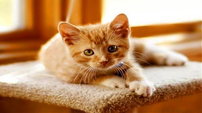 猫咪贫血怎么办