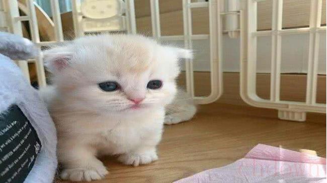 被小奶猫抓伤出血需要打针吗