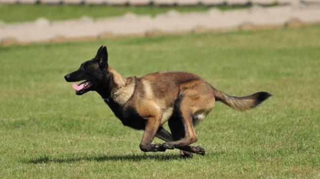 黑狼犬和马犬哪个更加聪明