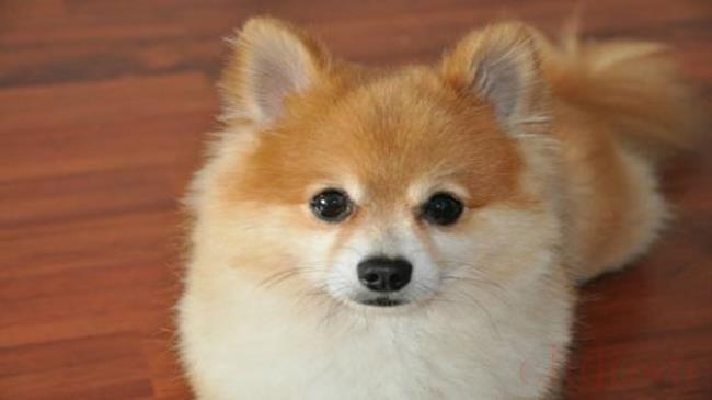 狗狗上吐下泻是怎么回事