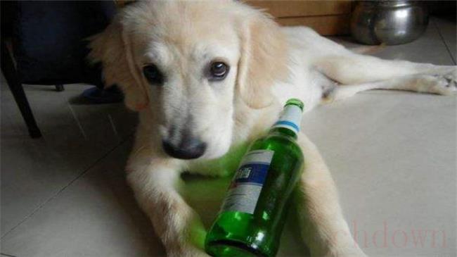 狗喝啤酒一般会死吗
