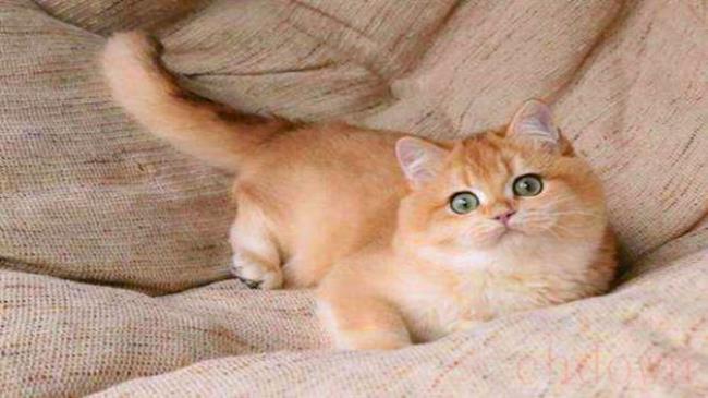 猫送走了会想主人吗
