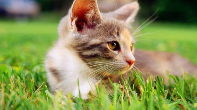 猫最喜欢被主人摸哪里