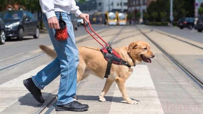 服务犬是什么意思
