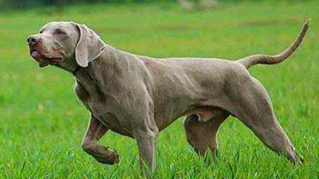 魏玛犬适合家养吗
