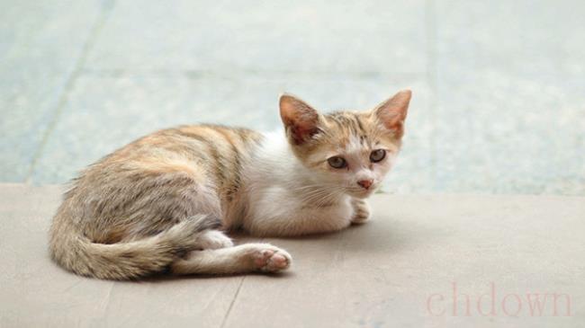 猫细小和猫瘟的区别