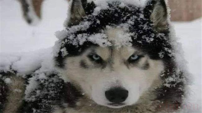 极地犬种类都有什么