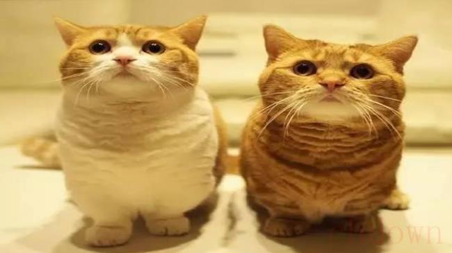 橘猫招财吗