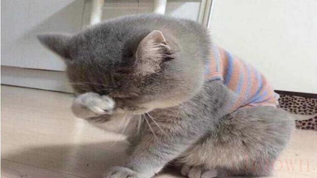 猫耳朵脏和耳螨的区别