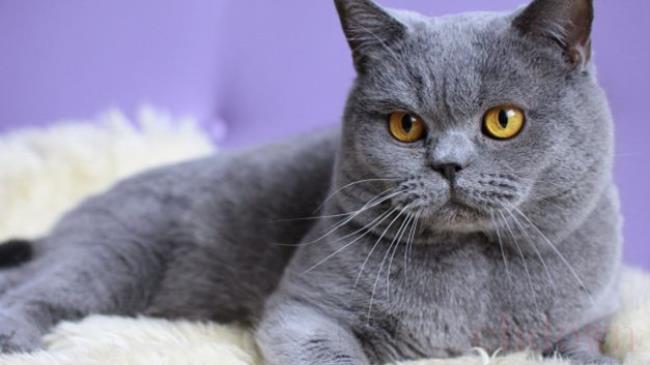 法国猫,短毛猫,蓝猫