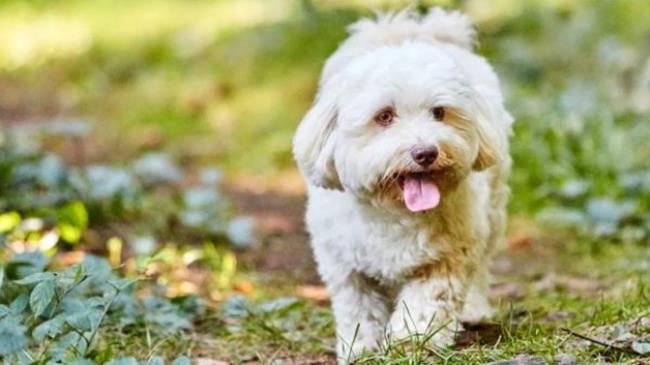 哈瓦那犬,狗,宠物