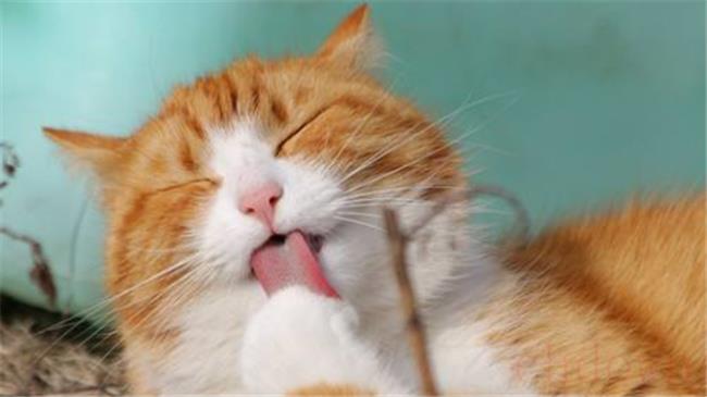 如何判断猫藓在好转