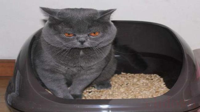 猫肚子两侧鼓,猫咪,生活常识