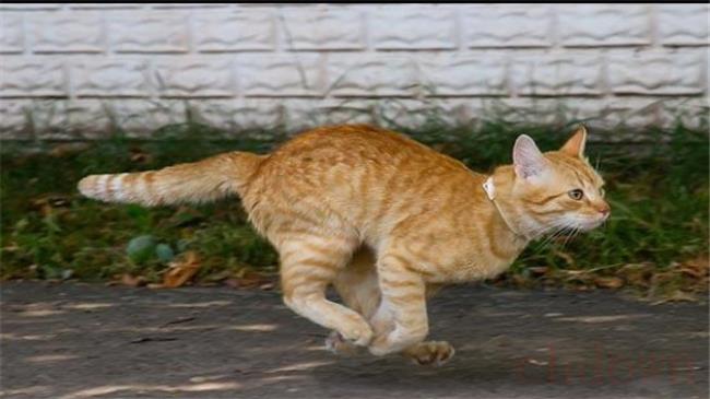 猫咪的爪子热正常吗