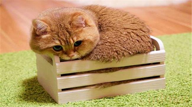 如何训练小猫作揖