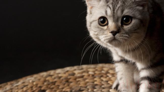 猫能吃荔枝吗