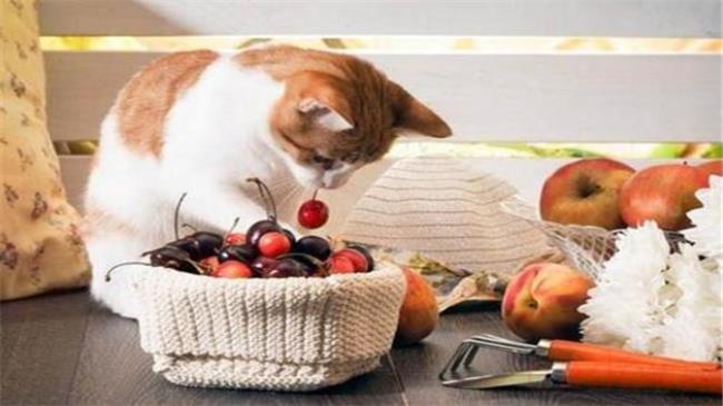 猫一般可以吃蓝莓吗