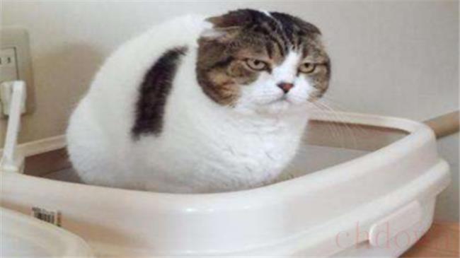 猫想拉屎有什么表现