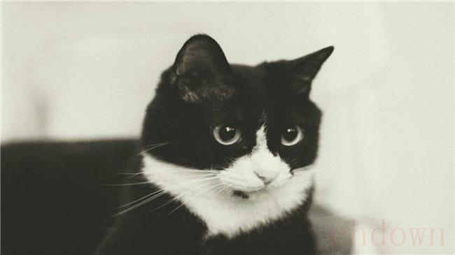 黑白猫是不是土猫