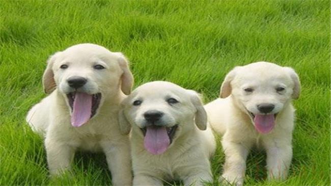 拉布拉多犬一般防小偷吗
