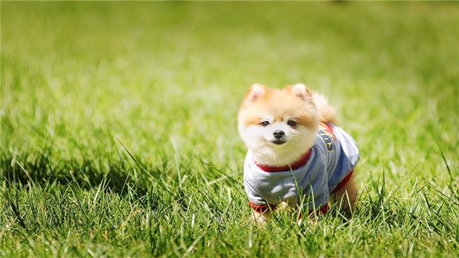 狗狗月经期能不能洗澡