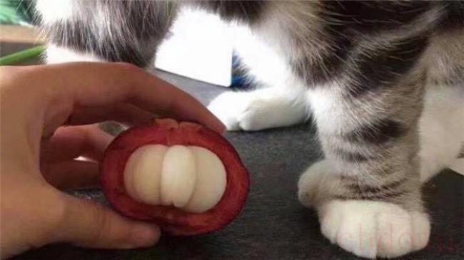 猫可以吃山竹吗