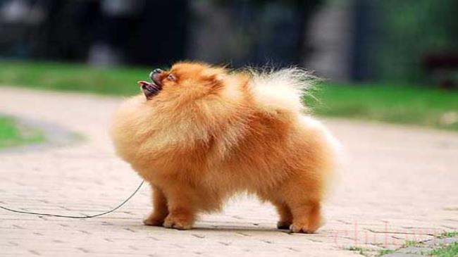 长毛犬的种类,长毛犬,狗狗