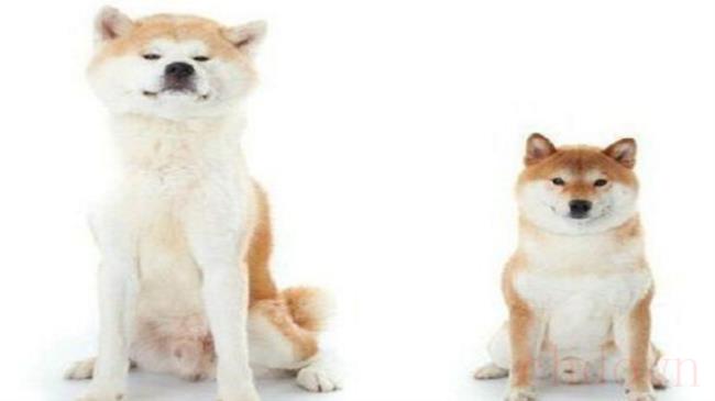秋天和柴犬的差别