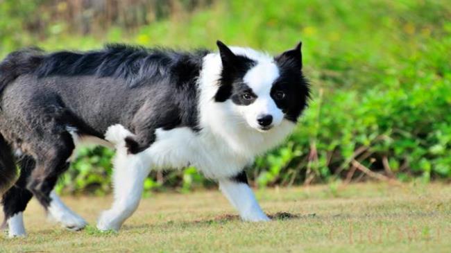 边牧犬,宠物狗,生活常识