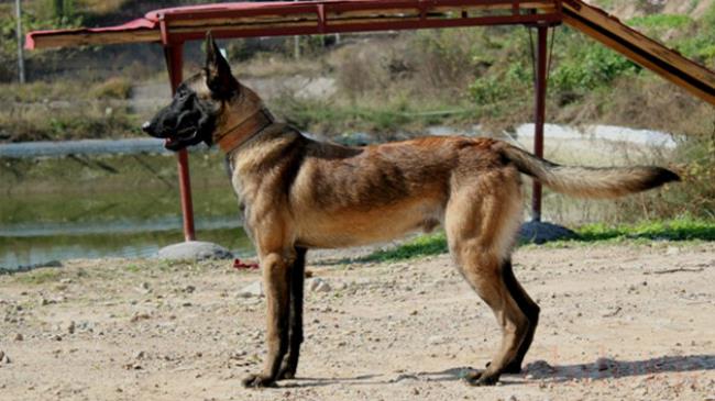 公马犬多大可以借配