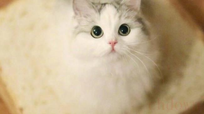 公猫叼小猫的原因