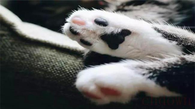 猫一般有几个脚趾